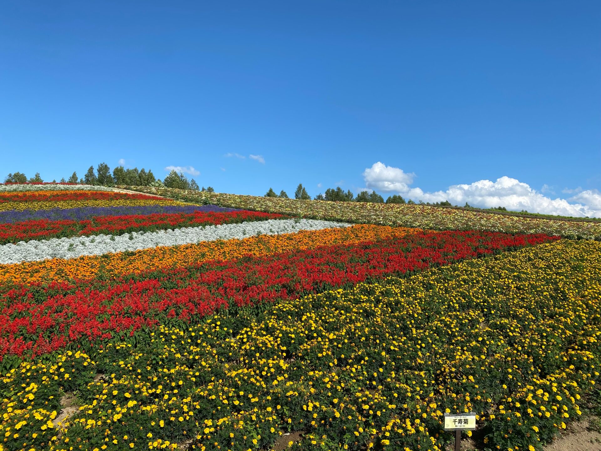 展望花畑　四季彩の丘・ジェットコースターの路